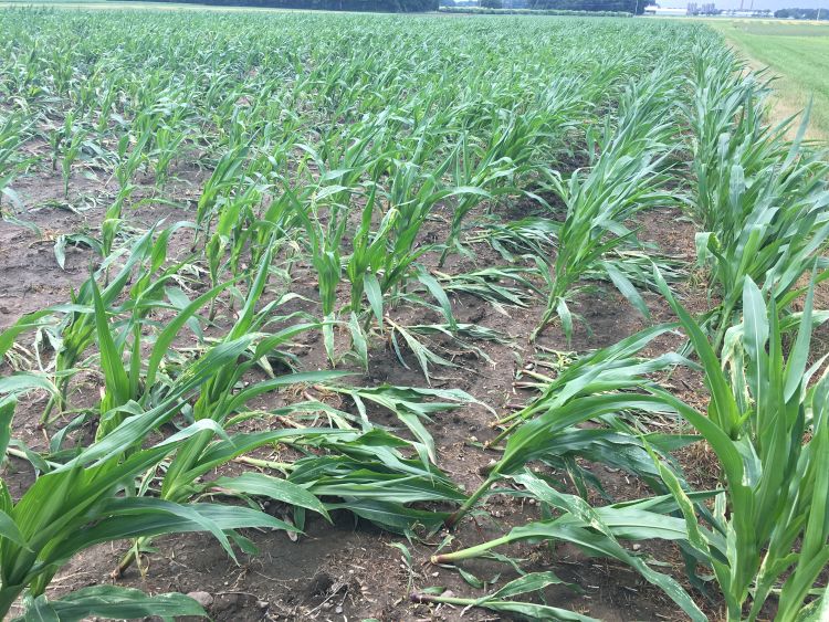 Corn plants leaning down.