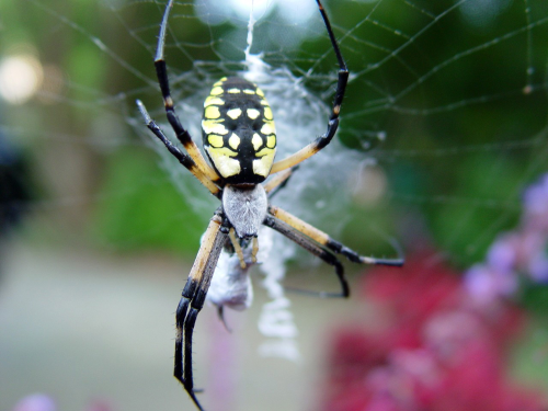 Orb-weavers: Large spiders, including common garden spiders, which are often bright black and yellow or black and red. 