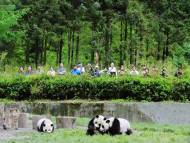 Panda and tourists in China