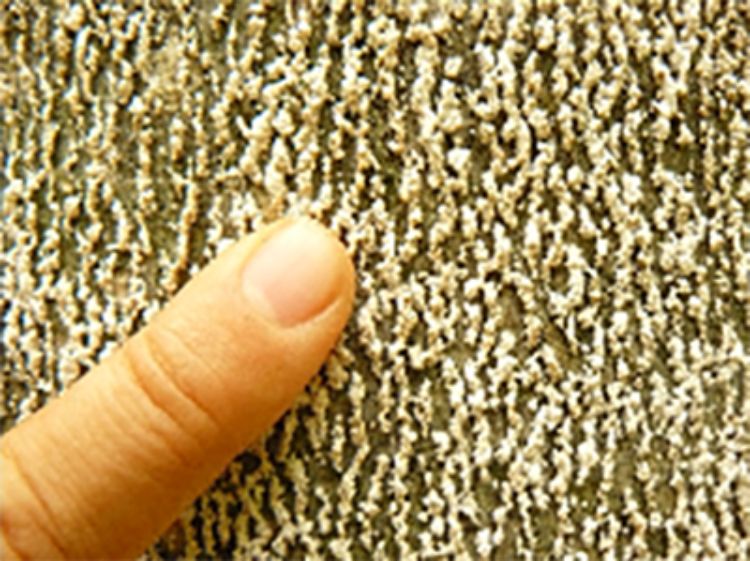 Heavy bark infestation of feeding scale insects. Photo credit: Bill Cook l MSU Extension