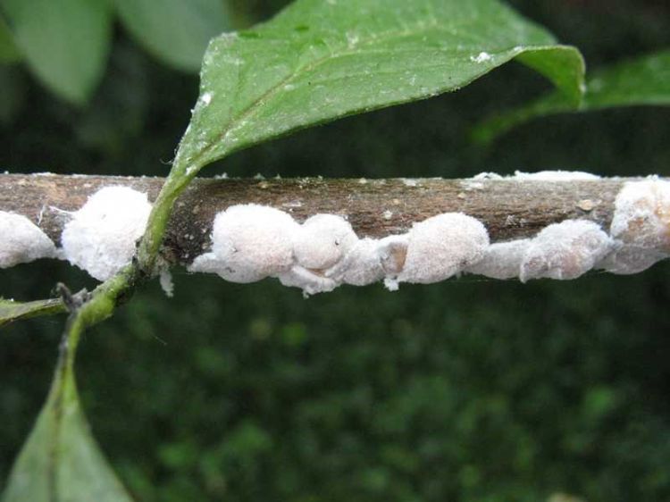 Magnolia scale, immature females in August. Photo by Missouri Botanical Garden