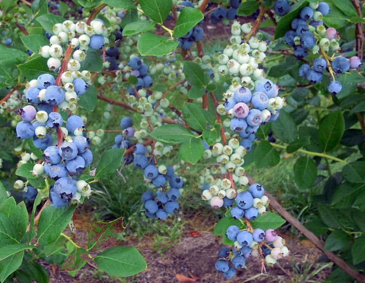 Clusters of ripening ‘Jersey’ blueberries just before first picking. Photo credit: Mark Longstroth, MSU Extension