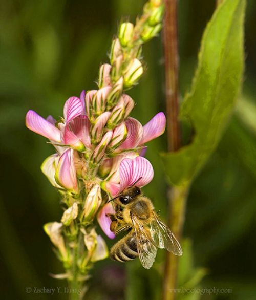 Bee photo by Zach Huang