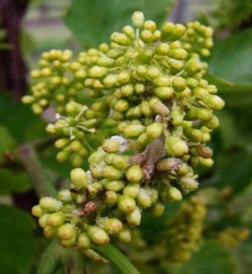 Downy mildew in Chancellor cluster. All photos: Annemiek Schilder, MSU