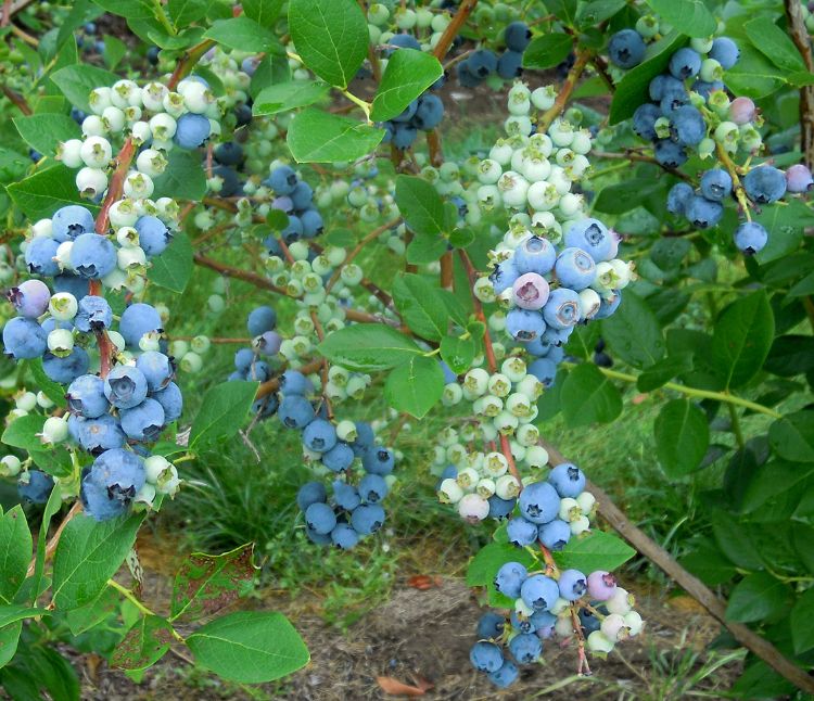 Heavy bloom, good pollination and irrigation leads to good fruit set and size in blueberries. Photo by Mark Longstroth, MSU Extension.