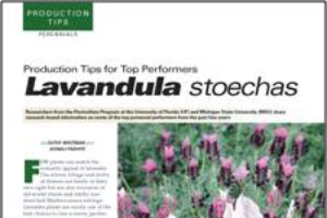Production tips for top performers: Lavandula stoechas