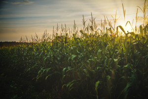 USDA renews insurance option (PACE) to protect nitrogen investment in 2023