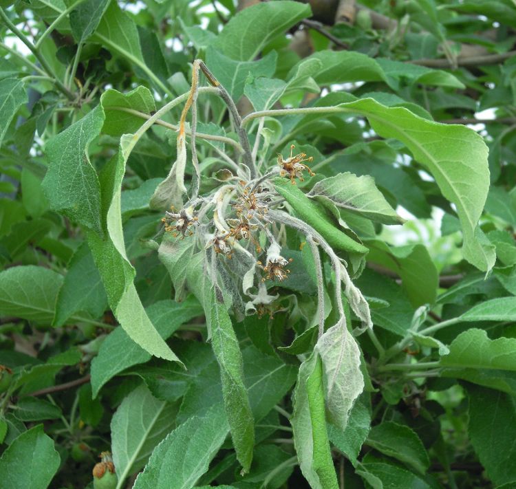 Brown withered leaves of an apple tree infected with fire blight.