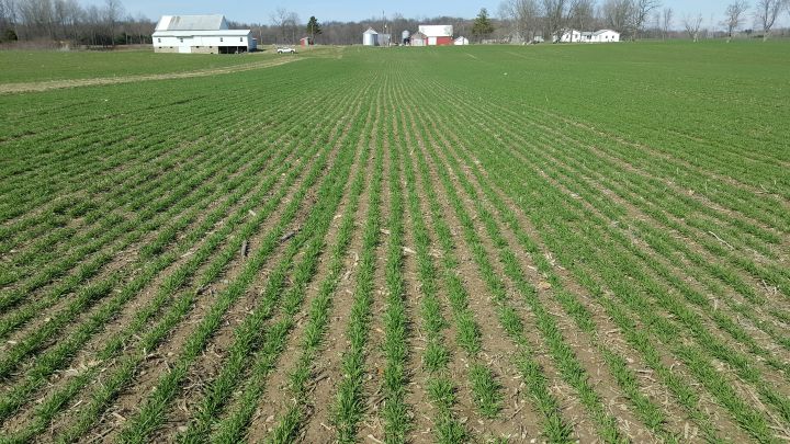 Planting wheat on prevented planted ground - Wheat