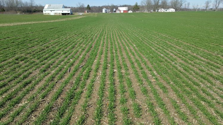 Wheat field