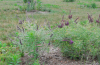 Leadplant