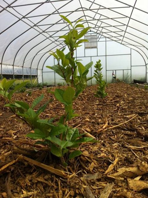 Niche Michigan organic tea producer embraces traditions. Photo credit:Light of Day Organic Farm and Tea Shop’s Facebook page l MSU Extension