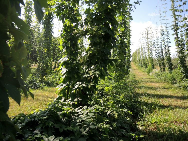 Hop development in the experimental yard at the Northwest Michigan Horticultural Research Center as of July 30, 2014. Photo credit: Erin Lizotte, MSU Extension