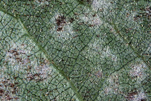 Near the end of the season, small, black fungal bodies are visible.