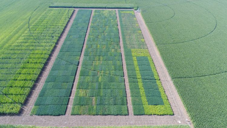 Aerial view of soybean research plots.