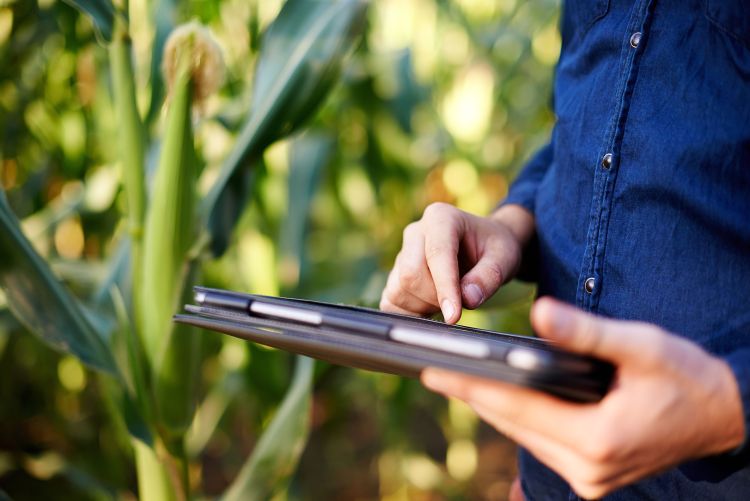 Man using tablet in corn field.