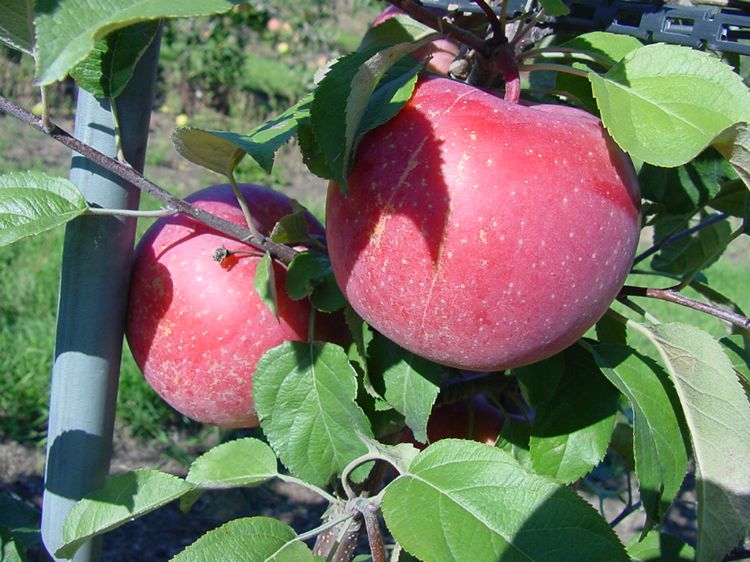 Green Apples Focus Agriculture Production Organic Apples Apple