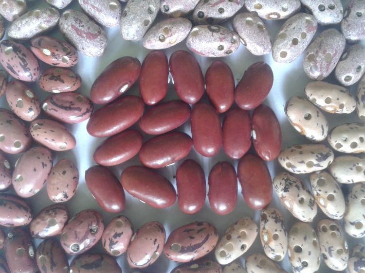 Bruchid resistant bean variety surrounded by susceptible bean lines showing bruchid damage.