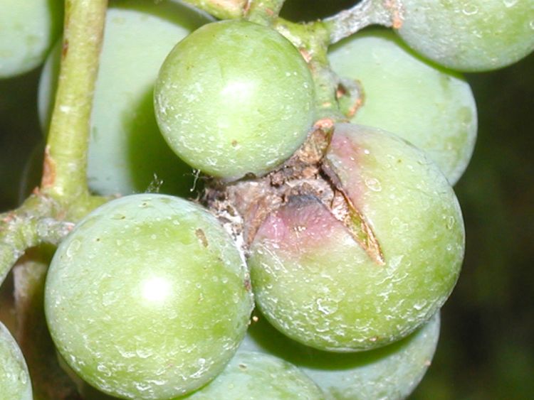 Grape berry moth damage on fruit