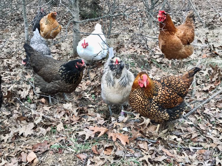 Chickens outside.