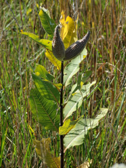 Milkweed8.jpg