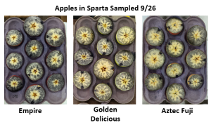 Grand Rapids area apple maturity report – September 28, 2022