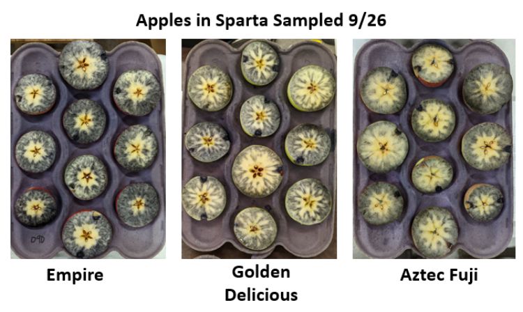 Apples stained with iodine for starch testing.