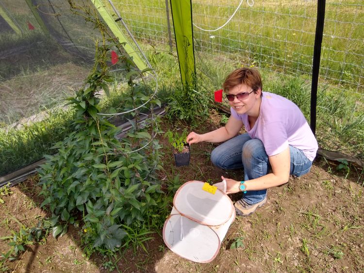 Entomology researcher Marianna Szucs releasing the swallow-wort biocontrol agent in a cage at the MSU Entomology Farm.