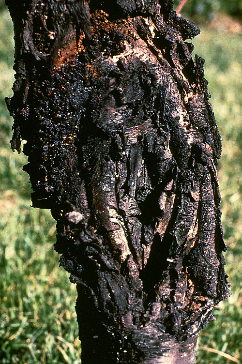 Cankers are elliptical, exude amber gum and form concentric rings from the yearly alternation of cal