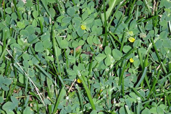 Broadleaf weeds white clover and black medic are now flowering in