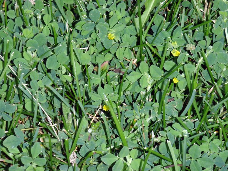 Broadleaf weeds white clover and black medic are now flowering in