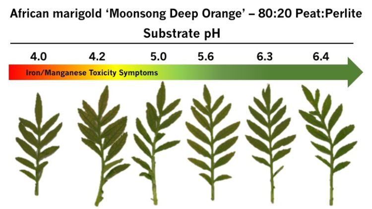 Low substrate pH induced iron/manganese toxicity with the typical bronzing on the lower leaves of African marigold ‘Moonsong Deep Orange’. Photo: W. Garrett Owen, MSU.