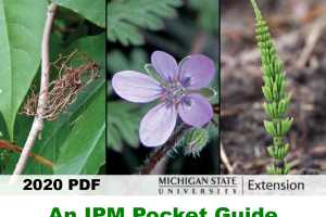 A mobile-friendly guide for weed identification in ...