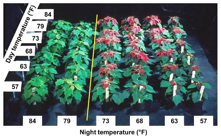 Photo 1. A night temperature higher than 74 degrees Fahrenheit can delay flowering of poinsettia. During the day, a cool day can delay flowering since plants develop slower than at warmer temperatures. Photo credit: Royal Heins