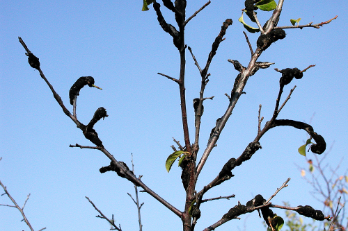  A characteristic dark, coarse-textured warty knot forms. 