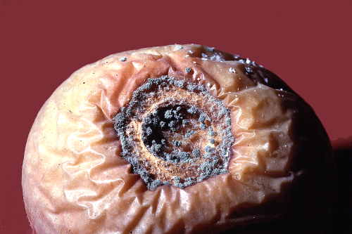  Lesions expand rapidly and can quickly macerate the fruit. 