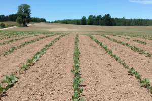 Planting considerations for dry beans the topic of next week’s Virtual Breakfast