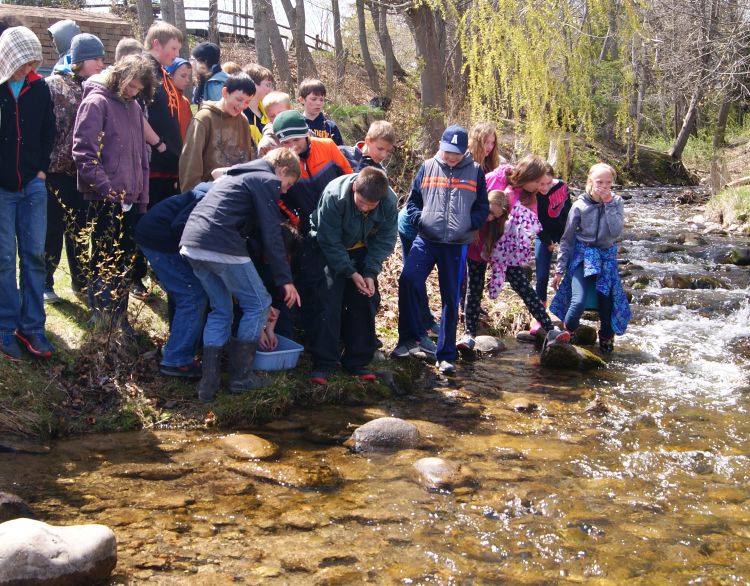 Sixth graders releasing their salmon fingerlings into the river at Harrisville Harbor. Photo by Les Thomas.