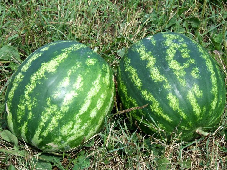 Watermelons have a long growing period and should be grown from transplants. Choosing petite-sized varieties with shorter ripening times provides northern gardeners more options. All photos: Rebecca Finneran, MSU Extension
