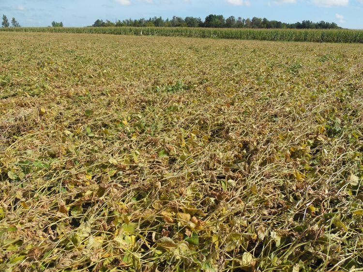 Severely lodged soybean field.