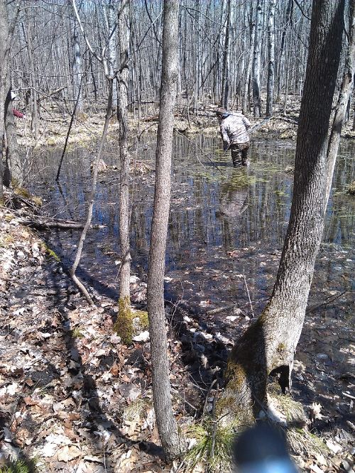 Vernal pools may be small and shallow, but they teem with early spring life.  Credit: Georgia Peterson, MSU Extension