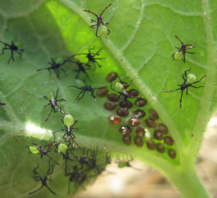 Squash bug eggs hatching into nymphs. Photo credit: Zsofia Szendrei, MSU