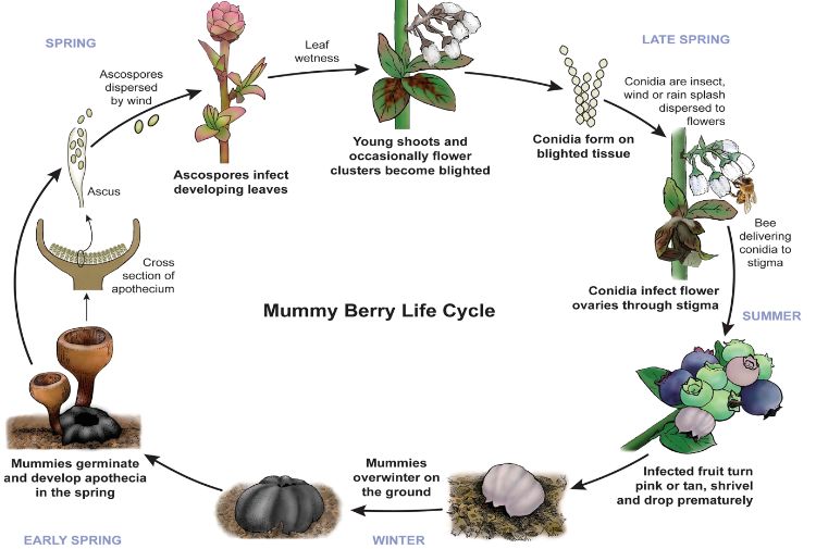 Mummy berry life cycle on blueberries. Photo by MSU E2846.