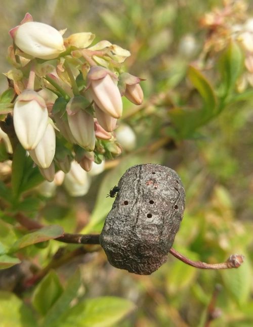 A gall showing multiple emergence holes.