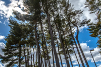 Front cover of the MSU Forester Fall 2020 edition