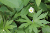 Canada anemone