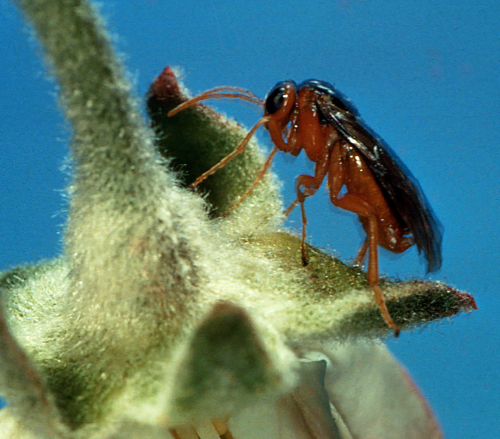  Adult looks similar to a small, orange-brown wasp with orange ventral side and legs. 