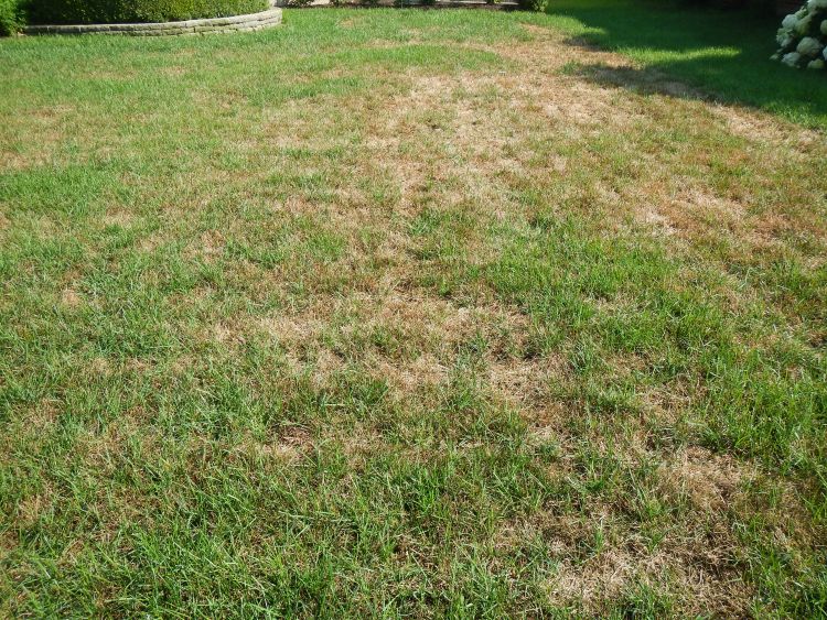 Thin lawns can benefit from interseeding.