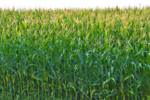 Benchmarking cornstalk nitrogen, soil phosphorus and health attributes on diverse cropping systems