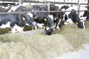 In times of supply chain disruption, how do I manage excess raw milk on my farm?